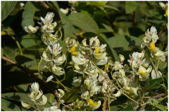 Paracalyx scariosus